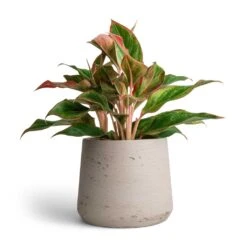 Aglaonema Crete - Chinese Evergreen 22 Aglaonema Crete - Chinese Evergreen -Plants Sale Store Aglaonema Crete Chinese Evergreen 12x25cm Patt Plant Pot Grey Washed 17x14cm