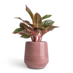 Aglaonema Crete - Chinese Evergreen 18 Aglaonema Crete - Chinese Evergreen -Plants Sale Store Aglaonema Crete Chinese Evergreen 12x25cm Remi Plant Pot Pink 18x19cm b699597c e3b8 4687 99fb 75c93a7c4ca6