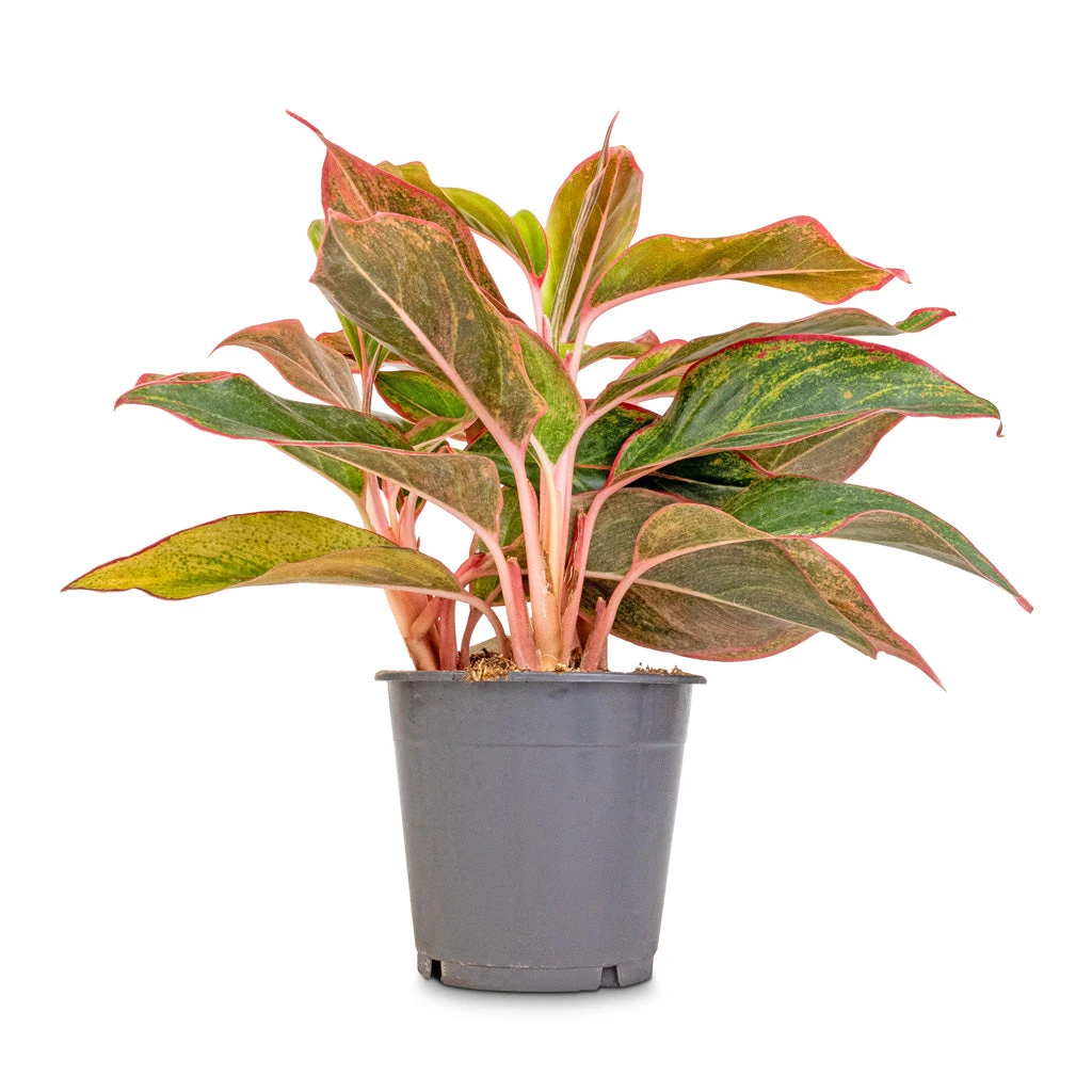 Aglaonema Crete - Chinese Evergreen 5 Aglaonema Crete - Chinese Evergreen - Image 3