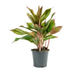 Aglaonema Crete - Chinese Evergreen 23 Aglaonema Crete - Chinese Evergreen -Plants Sale Store Aglaonema Crete Chinese Evergreen