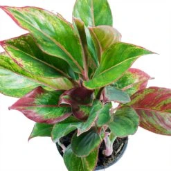 Aglaonema Crete - Chinese Evergreen 21 Aglaonema Crete - Chinese Evergreen -Plants Sale Store Aglaonema Crete Chinese Evergreen Leaves