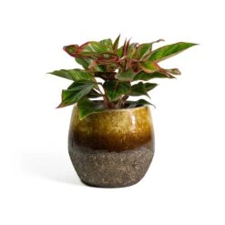 Aglaonema Crete - Chinese Evergreen 25 Aglaonema Crete - Chinese Evergreen -Plants Sale Store Aglaonema Crete Chinese Evergreen Lindy Plant Pot Ochre ef37a1ee 6836 421c 8ed8 a8094bed3ad4