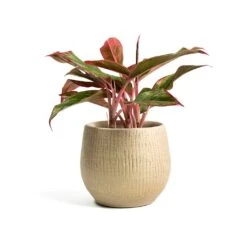 Ryan Plant Pot - Sand Gold -Plants Sale Store Aglaonema Crete Chinese Evergreen Ryan Plant Pot Sand Gold
