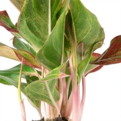 Plants Sale Store -Plants Sale Store Aglaonema Crete Chinese Evergreen Stems