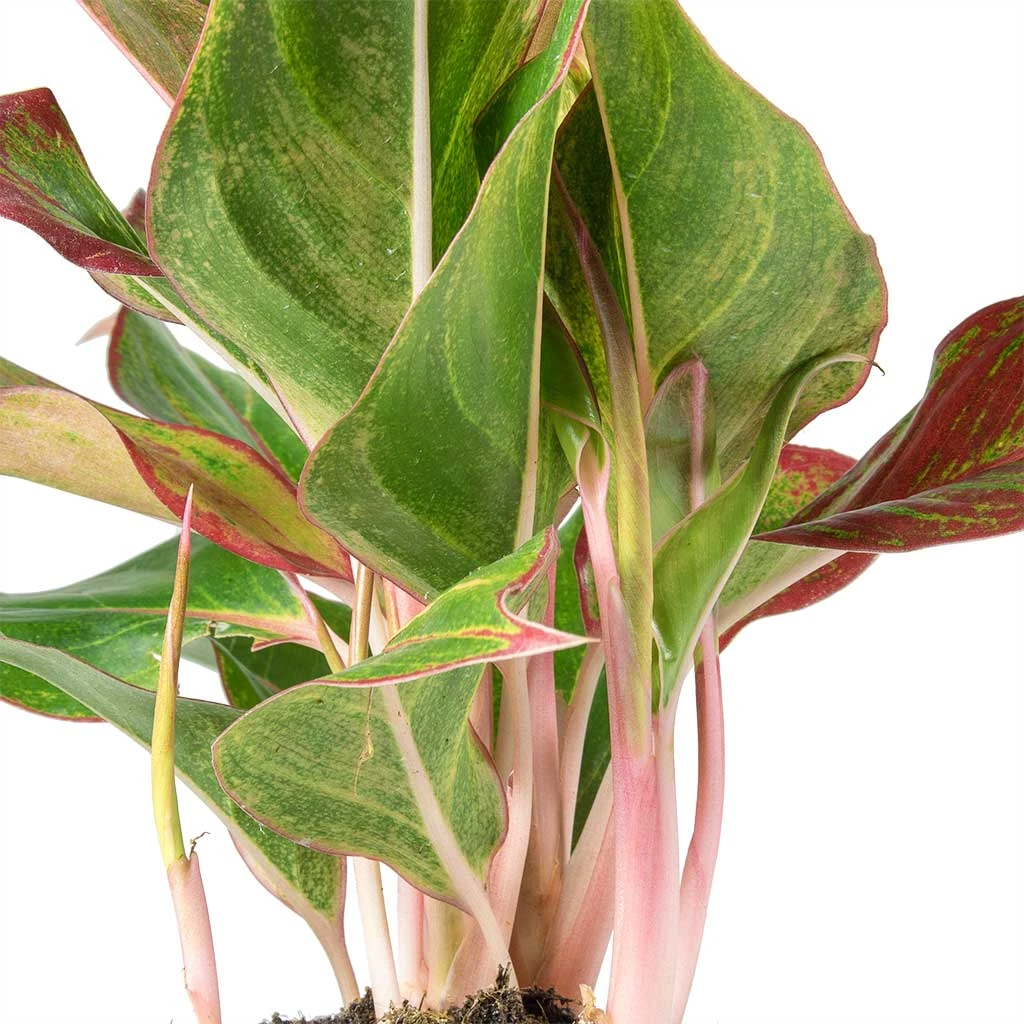 Aglaonema Crete - Chinese Evergreen 4 Aglaonema Crete - Chinese Evergreen - Image 2