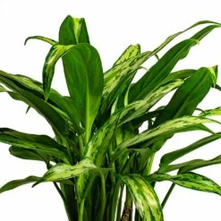 Aglaonema Cutlass - Chinese Evergreen -Plants Sale Store Aglaonema Cutlass Chinese Evergreen Houseplant 12x35cm Bunch Leaf