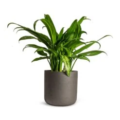 Aglaonema Cutlass - Chinese Evergreen -Plants Sale Store Aglaonema Cutlass Chinese Evergreen Houseplant 12x35cm Charlie Plant Pot Black Washed 15x15cm