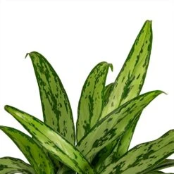 Aglaonema Cutlass - Chinese Evergreen -Plants Sale Store Aglaonema Cutlass Chinese Evergreen Houseplant 12x35cm Close Leaf