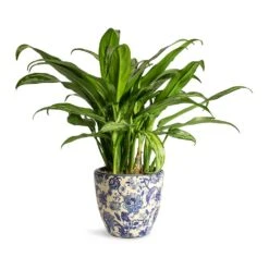 Aglaonema Cutlass - Chinese Evergreen -Plants Sale Store Aglaonema Cutlass Chinese Evergreen Houseplant 12x35cm Monza Plant Pot Vintage Blue 13x12cm