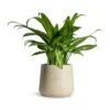 Aglaonema Cutlass - Chinese Evergreen -Plants Sale Store Aglaonema Cutlass Chinese Evergreen Houseplant 12x35cm Patt Plant Pot Grey Washed 17x14cm