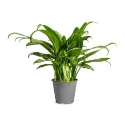 Aglaonema Cutlass - Chinese Evergreen -Plants Sale Store Aglaonema Cutlass Chinese Evergreen Houseplant 12x35cm Small