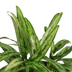 Plants Sale Store -Plants Sale Store Aglaonema Cutlass Chinese Evergreen Leaves