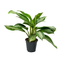 Aglaonema Diamond Bay - Chinese Evergreen -Plants Sale Store Aglaonema Diamond Bay Chinese Evergreen 17x55cm
