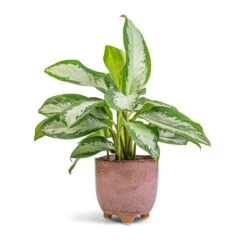 Aglaonema Diamond Bay - Chinese Evergreen -Plants Sale Store Aglaonema Diamond Bay Chinese Evergreen 17x55cm Kaat Plant Pot Old Pink 20x20cm