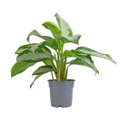 Aglaonema Diamond Bay - Chinese Evergreen -Plants Sale Store Aglaonema Diamond Bay Chinese Evergreen 17x55cm 08d6ab0b 081a 4463 a8bf 9795e35ae969