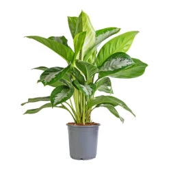 Aglaonema Diamond Bay - Chinese Evergreen -Plants Sale Store Aglaonema Diamond Bay Chinese Evergreen 21x50cm