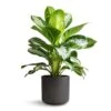 Aglaonema Diamond Bay - Chinese Evergreen -Plants Sale Store Aglaonema Diamond Bay Chinese Evergreen 21x50cm Charlie Plant Pot Black Washed 25x24cm