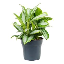 Aglaonema Diamond Bay - Chinese Evergreen -Plants Sale Store Aglaonema Diamond Bay Chinese Evergreen 30cm