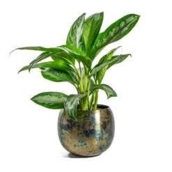 Aglaonema Diamond Bay - Chinese Evergreen -Plants Sale Store Aglaonema Diamond Bay Chinese Evergreen Kian Metal Plant Pots Set of 3 Large Sky Burn