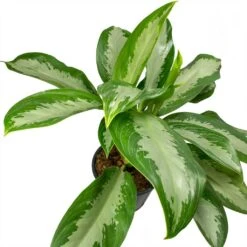 Aglaonema Diamond Bay - Chinese Evergreen -Plants Sale Store Aglaonema Diamond Bay Chinese Evergreen Leaves