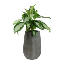Aglaonema Diamond Bay - Chinese Evergreen -Plants Sale Store Aglaonema Diamond Bay Chinese Evergreen Patt High Plant Vase Ridged Dark Grey 99381b0b 421d 4304 b9db a920ab7fc167
