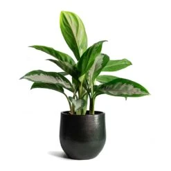 Aglaonema Diamond Bay - Chinese Evergreen -Plants Sale Store Aglaonema Diamond Bay Zembla Plant Pot 53270ff1 8c6a 4e2f 9522 926d241138ee