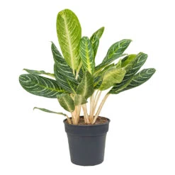Aglaonema Key Lime - Chinese Evergreen -Plants Sale Store Aglaonema Key Lime Chinese Evergreen 27cm