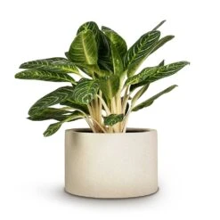 Grigio Cylinder Planter - Antique White Concrete -Plants Sale Store Aglaonema Key Lime Chinese Evergreen 27x75cm Grigio Cylinder Planter Antique White Concrete 48x32cm