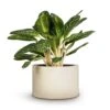 Aglaonema Key Lime - Chinese Evergreen 2 Aglaonema Key Lime - Chinese Evergreen -Plants Sale Store Aglaonema Key Lime Chinese Evergreen 27x75cm Grigio Cylinder Planter Antique White Concrete 48x32cm cd663a76 60f5 4765 970d e97030cf7b44