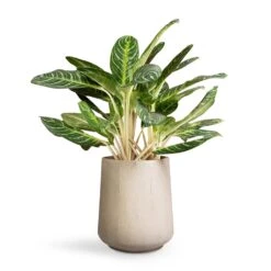 Aglaonema Key Lime - Chinese Evergreen -Plants Sale Store Aglaonema Key Lime Chinese Evergreen 27x75cm Raindrop Tube High Round Planter Stone 37x42cm