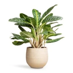 Aglaonema Key Lime - Chinese Evergreen -Plants Sale Store Aglaonema Key Lime Chinese Evergreen 27x75cm Ryan Plant Pot Sand Gold 36x32cm