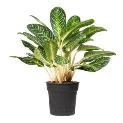 Aglaonema Key Lime - Chinese Evergreen -Plants Sale Store Aglaonema Key Lime Chinese Evergreen 27x80cm