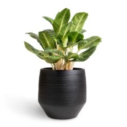 Aglaonema Key Lime - Chinese Evergreen -Plants Sale Store Aglaonema Key Lime Chinese Evergreen 27x80cm Norell Plant Pot Black 42x38cm