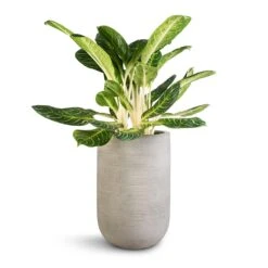 Aglaonema Key Lime - Chinese Evergreen -Plants Sale Store Aglaonema Key Lime Chinese Evergreen Cody Plant Vase Ridged Cement 35x55cm 0af7fee6 13af 4632 8313 f272a394c83e