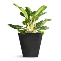 Aglaonema Key Lime - Chinese Evergreen -Plants Sale Store Aglaonema Key Lime Chinese Evergreen Ella Artstone Plant Pot Black 45x45x45cm