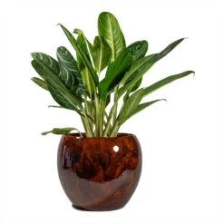 Aglaonema Key Lime - Chinese Evergreen -Plants Sale Store Aglaonema Key Lime Chinese Evergreen Kae Plant Pot Cayenne