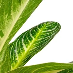 Aglaonema Key Lime - Chinese Evergreen -Plants Sale Store Aglaonema Key Lime Chinese Evergreen SWATCH