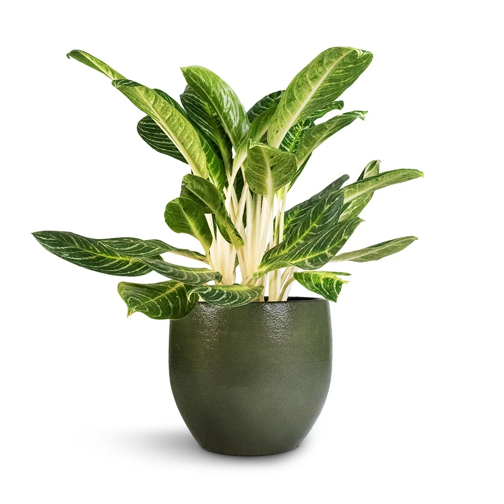 Zembla Plant Pot - Green 13 Zembla Plant Pot - Green - Image 11