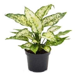 Aglaonema Kiwi - Chinese Evergreen -Plants Sale Store Aglaonema Kiwi Chinese Evergreen 12cm