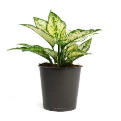Aglaonema Kiwi - Chinese Evergreen -Plants Sale Store Aglaonema Kiwi Chinese Evergreen 12cm 256f67b9 d96f 4ff1 830f 4a0556233ef6