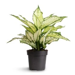 Aglaonema Kiwi - Chinese Evergreen -Plants Sale Store Aglaonema Kiwi Chinese Evergreen 12x30cm 2