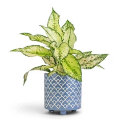 Aglaonema Kiwi - Chinese Evergreen -Plants Sale Store Aglaonema Kiwi Chinese Evergreen 12x30cm Bilbao Plant Pot Heritage Blue 14x14cm 8df0543d 926b 45d3 a600 a2c0065fc4cd