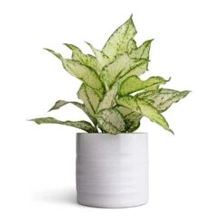 Aglaonema Kiwi - Chinese Evergreen -Plants Sale Store Aglaonema Kiwi Chinese Evergreen 12x30cm Hadleigh Plant Pot White 14x13cm