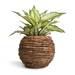 Aglaonema Kiwi - Chinese Evergreen -Plants Sale Store Aglaonema Kiwi Chinese Evergreen 12x30cm Lida Plant Basket Natural 21x17cm