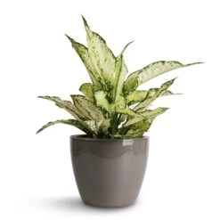Aglaonema Kiwi - Chinese Evergreen -Plants Sale Store Aglaonema Kiwi Chinese Evergreen 12x30cm Sven Plant Pot Smoke 16x13cm