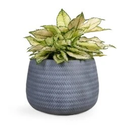 Angle Darcy Plant Pot - Grey -Plants Sale Store Aglaonema Kiwi Chinese Evergreen 19x45cm Angle Darcy Plant Pot Grey 34.5x24cm 3bfa70c7 e910 41db b43a 624f806f9641