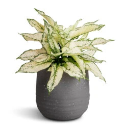 Aurora Terrazzo Handle Plant Pot - Slate -Plants Sale Store Aglaonema Kiwi Chinese Evergreen 19x45cm Aurora Terrazzo Handle Plant Pot Slate 22x21cm