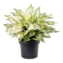 Aglaonema Kiwi - Chinese Evergreen -Plants Sale Store Aglaonema Kiwi Chinese Evergreen