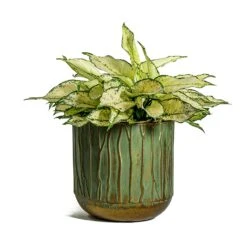 Aglaonema Kiwi - Chinese Evergreen -Plants Sale Store Aglaonema Kiwi Chinese Evergreen Caro Metal Plant Pots Set of 6 Copper Green