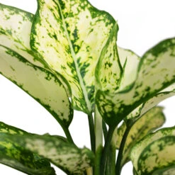 Aglaonema Kiwi - Chinese Evergreen -Plants Sale Store Aglaonema Kiwi Chinese Evergreen Close Up